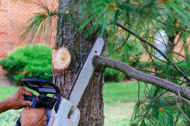 Best Arborist Consultation Services  in USA